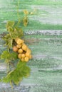 Bunch of large green yellow grapes on old grren cracked painted wooden background Royalty Free Stock Photo