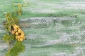 Bunch of large green yellow grapes on old grren cracked painted wooden background Royalty Free Stock Photo