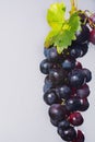 Bunch of large organic table dark grapes Royalty Free Stock Photo