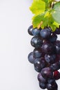 Bunch of large organic table dark grapes Royalty Free Stock Photo