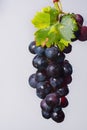 Bunch of large organic table dark grapes Royalty Free Stock Photo