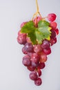 Bunch of large organic table grapes Red Globe Royalty Free Stock Photo