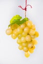 Bunch of large organic table white grapes Royalty Free Stock Photo