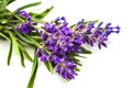 Bunch of lavander isolated on white Royalty Free Stock Photo