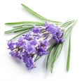 Bunch of lavandula or lavender flowers isolated on white backgro Royalty Free Stock Photo