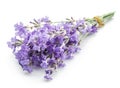 Bunch of lavandula or lavender flowers isolated on white background Royalty Free Stock Photo