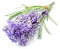 Bunch of lavandula or lavender flowers isolated.
