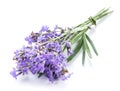 Bunch of lavandula or lavender flowers isolated on white background. Royalty Free Stock Photo