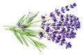 Bunch of lavandula or lavender flowers isolated on white background Royalty Free Stock Photo