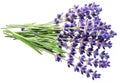 Bunch of lavandula or lavender flowers isolated on white background Royalty Free Stock Photo
