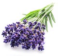 Bunch of lavandula or lavender flowers on white background