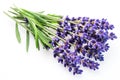 Bunch of lavandula or lavender flowers on white background Royalty Free Stock Photo