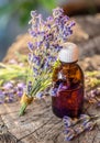 Bunch of lavandula or lavender flowers and oil bottle are on the