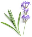 Bunch of lavandula or lavender flowers on white backgro Royalty Free Stock Photo