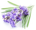 Bunch of lavandula or lavender flowers on white backgro Royalty Free Stock Photo