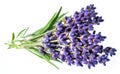 Bunch of lavandula or lavender flowers on white background Royalty Free Stock Photo