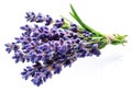 Bunch of lavandula or lavender flowers on white background