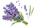 Bunch of lavandula or lavender flowers on white background Royalty Free Stock Photo