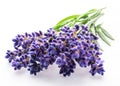 Bunch of lavandula or lavender flowers on white background Royalty Free Stock Photo