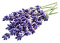 Bunch of lavandula or lavender flowers on white background Royalty Free Stock Photo