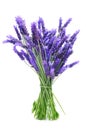 Bunch of lavender Royalty Free Stock Photo