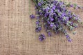 Bunch of lavender flowers on burlap fabric texture. Royalty Free Stock Photo