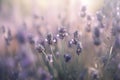 a bunch of lavender flowers in a field of lavenders Royalty Free Stock Photo