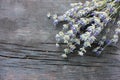 Bunch of lavender flowers on gray wooden background. Close-up, top view Royalty Free Stock Photo