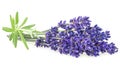 Bunch of lavender flowers and green leaves isolated on white background Royalty Free Stock Photo