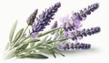 a bunch of lavender flowers with green leaves on a white background, watercolor painting, hand drawn illustration, isolated, Royalty Free Stock Photo