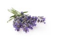 Bunch of lavender flowers isolated over white background Royalty Free Stock Photo