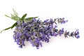 Bunch of Lavender flowers isolated on white background Royalty Free Stock Photo