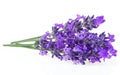 Bunch of lavender flowers isolated on white background. Bouquet of lavender Royalty Free Stock Photo