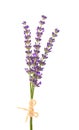 Bunch of lavender flowers, isolated on white background. Petals of lavender flowers. Medicinal herbs Royalty Free Stock Photo