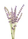 Bunch of lavender flowers, isolated on white background. Petals of lavender flowers. Medicinal herbs Royalty Free Stock Photo