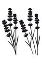 Bunch of lavender flowers and lavender flowers separated - black silhouette