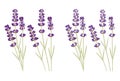 Bunch of lavender flowers and lavender flowers separated