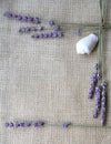 Bunch of lavender flowers on sackcloth background Royalty Free Stock Photo