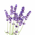 Bunch of lavender flowers on white background