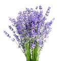 Bunch of lavender flowers on white background Royalty Free Stock Photo