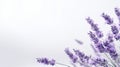 a bunch of lavender flowers on a white background Royalty Free Stock Photo