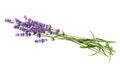 Bunch of lavender flowers on white background Royalty Free Stock Photo