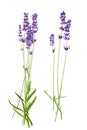 Bunch of lavender flowers on white background