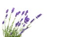 Bunch of lavender Royalty Free Stock Photo