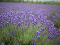 Bunch of Lavender Royalty Free Stock Photo