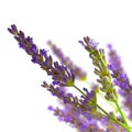 Bunch of lavender isolated over white Royalty Free Stock Photo