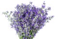 Bunch of Lavender isolated on a white Royalty Free Stock Photo