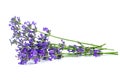 Bunch of Lavender isolated on a white Royalty Free Stock Photo