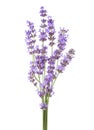 Bunch of lavender isolated on white background Royalty Free Stock Photo