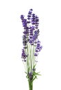 Bunch of lavender isolated on white background Royalty Free Stock Photo